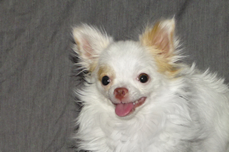 Mouse - Fawn Spotted on White Longcoat Male Chihuahua Puppy