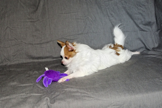 Popcorn - Red Spotted on White Longcoat Male Chihuahua Puppy