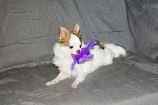 Popcorn - Red Spotted on White Longcoat Male Chihuahua Puppy