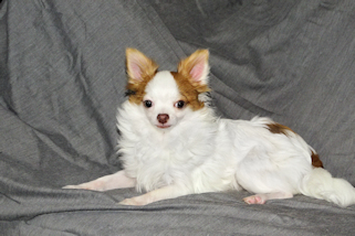 Popcorn - Red Spotted on White Longcoat Male Chihuahua Puppy