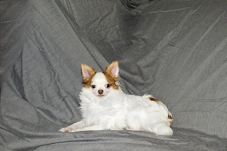 Popcorn - Red Spotted on White Longcoat Male Chihuahua Puppy