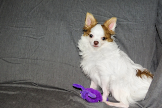 Popcorn - Red Spotted on White Longcoat Male Chihuahua Puppy