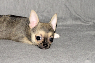 Posie - Fawn with Black Sableing and Black Mask Smoothcoat Female Chihuahua puppy