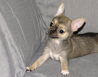 Posie - Fawn with Black Sableing and Black Mask Smoothcoat Female Chihuahua puppy