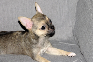 Posie - Fawn with Black Sableing and Black Mask Smoothcoat Female Chihuahua puppy