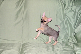 Posie - Fawn with Black Sableing and Black Mask Smoothcoat Female Chihuahua puppy