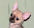 Posie - Fawn with Black Sableing and Black Mask Smoothcoat Female Chihuahua puppy