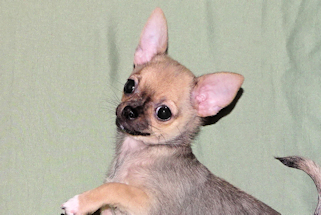 Posie - Fawn with Black Sableing and Black Mask Smoothcoat Female Chihuahua puppy