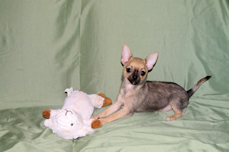 Posie - Fawn with Black Sableing and Black Mask Smoothcoat Female Chihuahua puppy