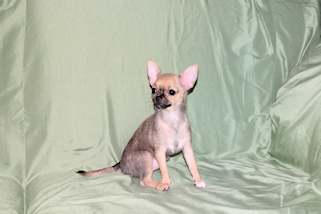 Posie - Fawn with Black Sableing and Black Mask Smoothcoat Female Chihuahua puppy