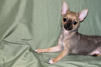 Posie - Fawn with Black Sableing and Black Mask Smoothcoat Female Chihuahua puppy