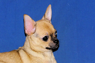 Posie - Fawn with Black Sableing and Black Mask Smoothcoat Female Chihuahua puppy