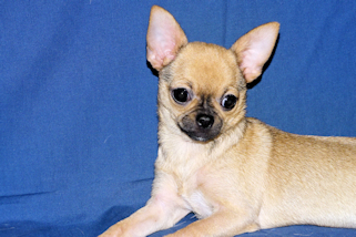 Posie - Fawn with Black Sableing and Black Mask Smoothcoat Female Chihuahua puppy