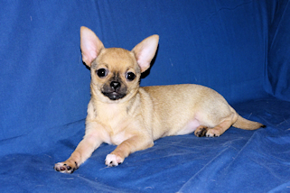 Posie - Fawn with Black Sableing and Black Mask Smoothcoat Female Chihuahua puppy