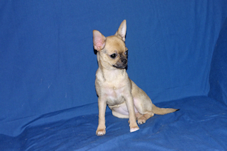 Posie - Fawn with Black Sableing and Black Mask Smoothcoat Female Chihuahua puppy