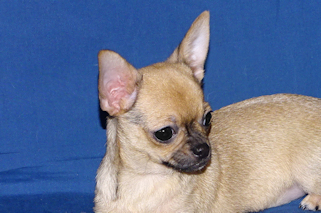 Posie - Fawn with Black Sableing and Black Mask Smoothcoat Female Chihuahua puppy