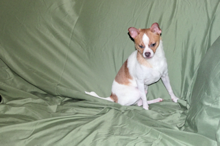 Wilbur - Fawn Spotted Smoothcoat Male Chihuahua puppy