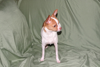Wyatt - Fawn Spotted Smoothcoat Male Chihuahua puppy