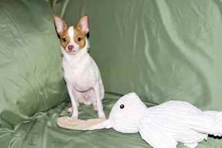 Wyatt - Fawn Spotted Smoothcoat Male Chihuahua puppy