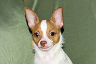 Wyatt - Fawn Spotted Smoothcoat Male Chihuahua puppy