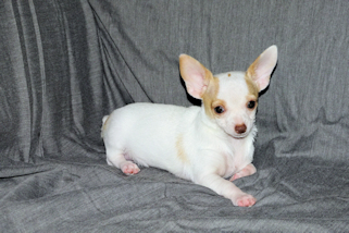 Ziggy - Fawn & White Spotted Smoothcoat Male Chihuahua Puppy