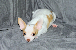 Ziggy - Fawn & White Spotted Smoothcoat Male Chihuahua Puppy