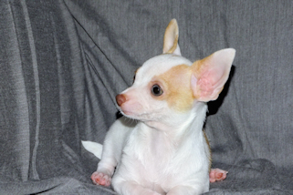 Ziggy - Fawn & White Spotted Smoothcoat Male Chihuahua Puppy