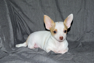 Ziggy - Fawn & White Spotted Smoothcoat Male Chihuahua Puppy