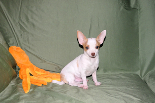 Ziggy - Fawn & White Spotted Smoothcoat Male Chihuahua Puppy