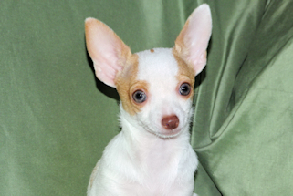 Ziggy - Fawn & White Spotted Smoothcoat Male Chihuahua Puppy
