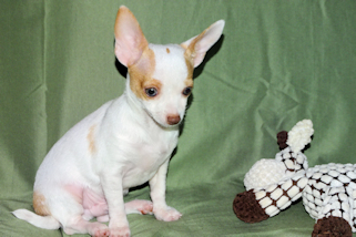 Ziggy - Fawn & White Spotted Smoothcoat Male Chihuahua Puppy