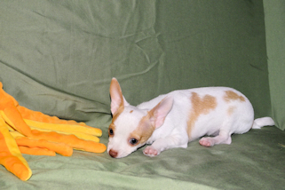 Ziggy - Fawn & White Spotted Smoothcoat Male Chihuahua Puppy
