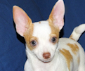 Ziggy - Fawn & White Spotted Smoothcoat Male Chihuahua Puppy
