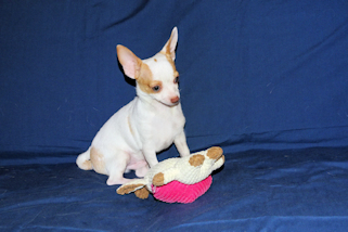 Ziggy - Fawn & White Spotted Smoothcoat Male Chihuahua Puppy