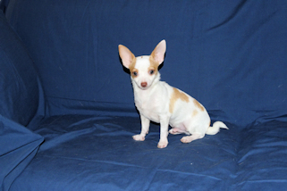 Ziggy - Fawn & White Spotted Smoothcoat Male Chihuahua Puppy